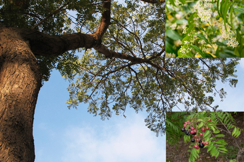 Neem fiori e frutti