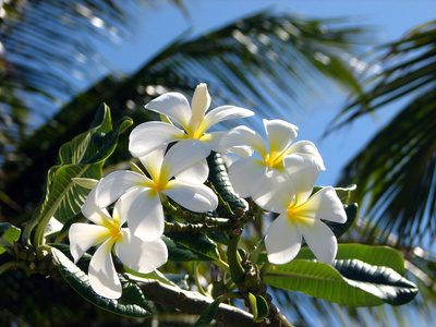 Gardenia_taitensis_Monoi_Tahiti_Fiore Gardenia_taitensis_Monoi_Tahiti_Fiore_Ostia.jpg