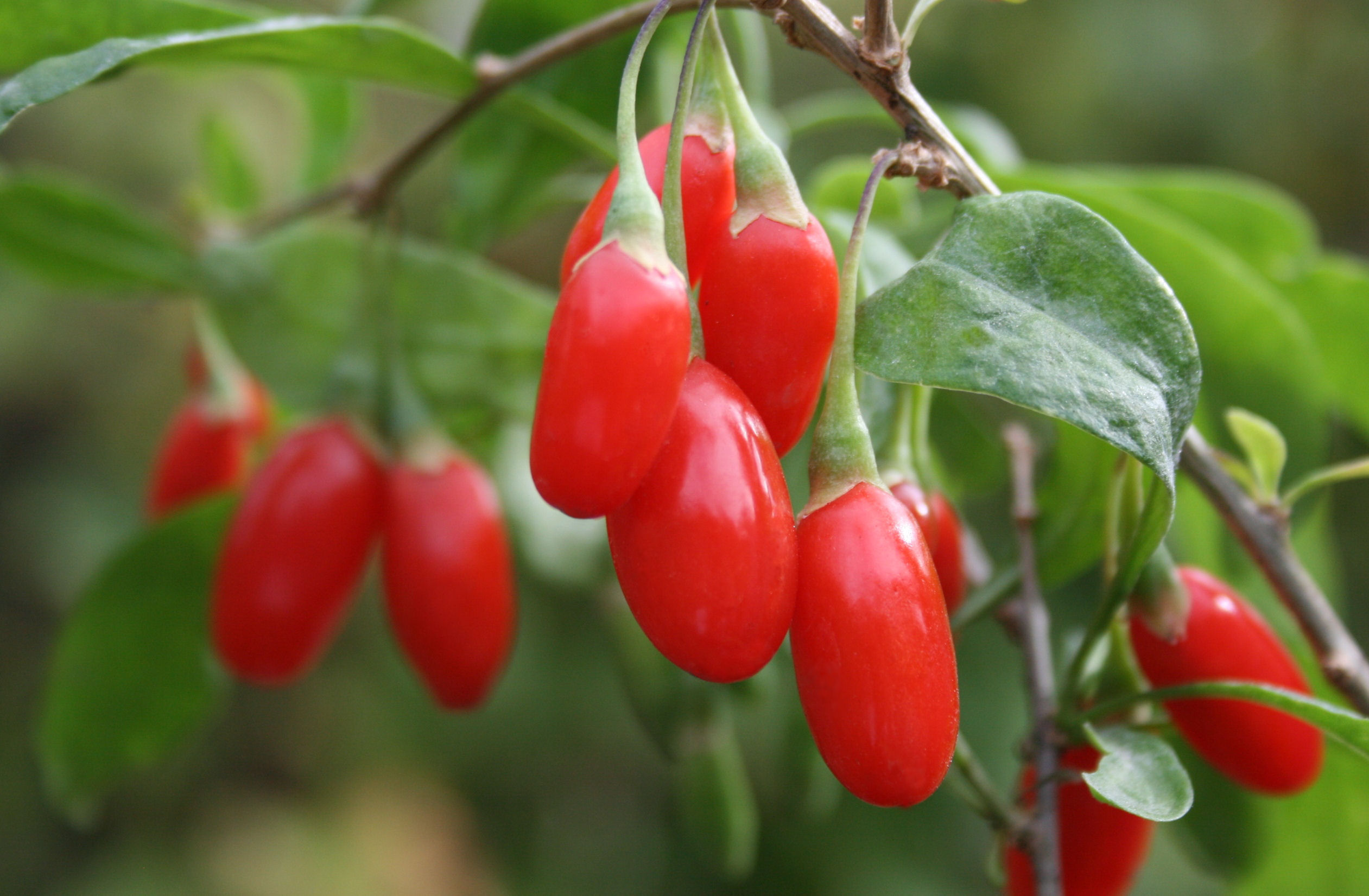 Bacche di Goji - Goji berry