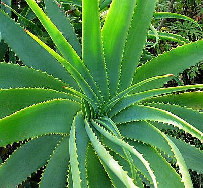 Aloe vera Ostia Lido