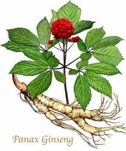 Panax Ginseng pianta completa