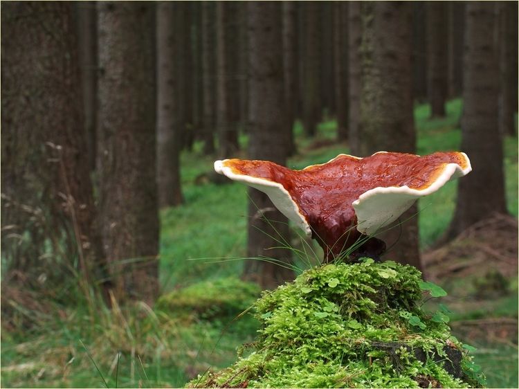 Reishi - Ganoderma lucidum in foresta Reishi - Ganoderma lucidum in foresta