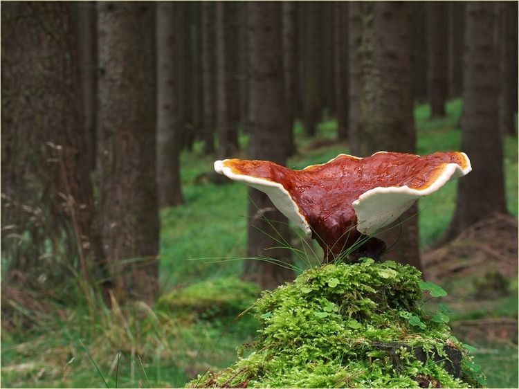 Reishi - Ganoderma lucidum in foresta